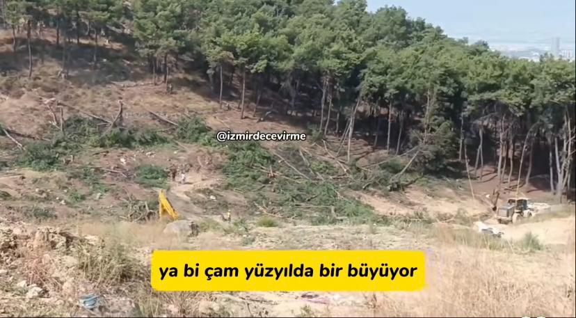 İzmir'de 100 yıllık çam ağaçları katledildi