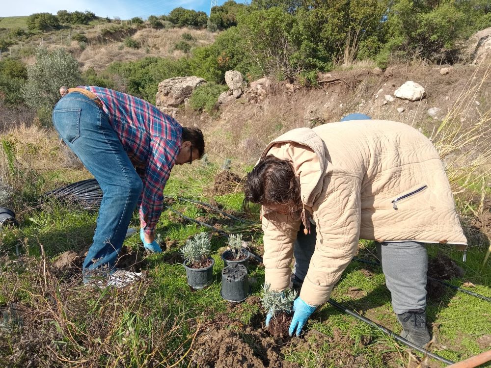 Bornova Belediyesi’nden arıcılara lavanta desteği