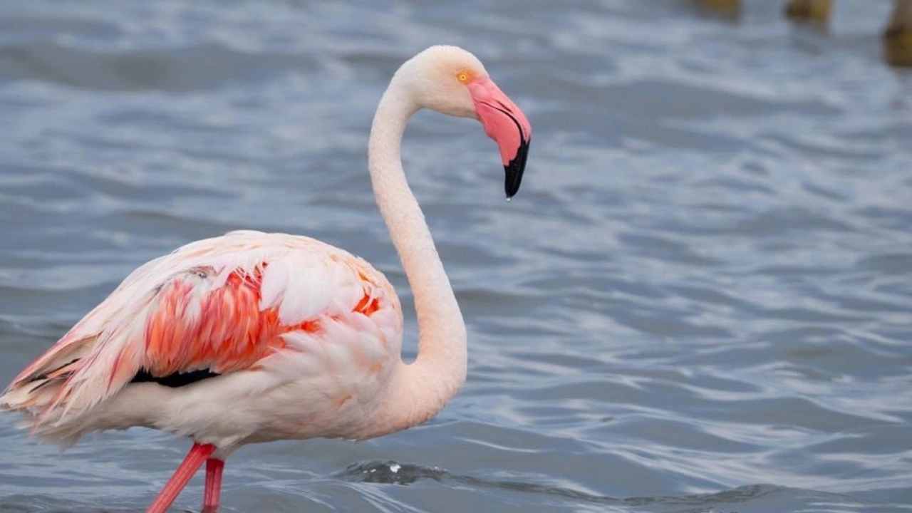 flamingolardan gorsel solen izmit korfezinin sevimli misafirleri