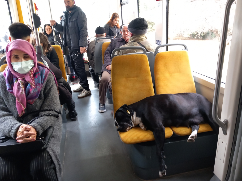 Köpek koltukta, yolcu ayakta!