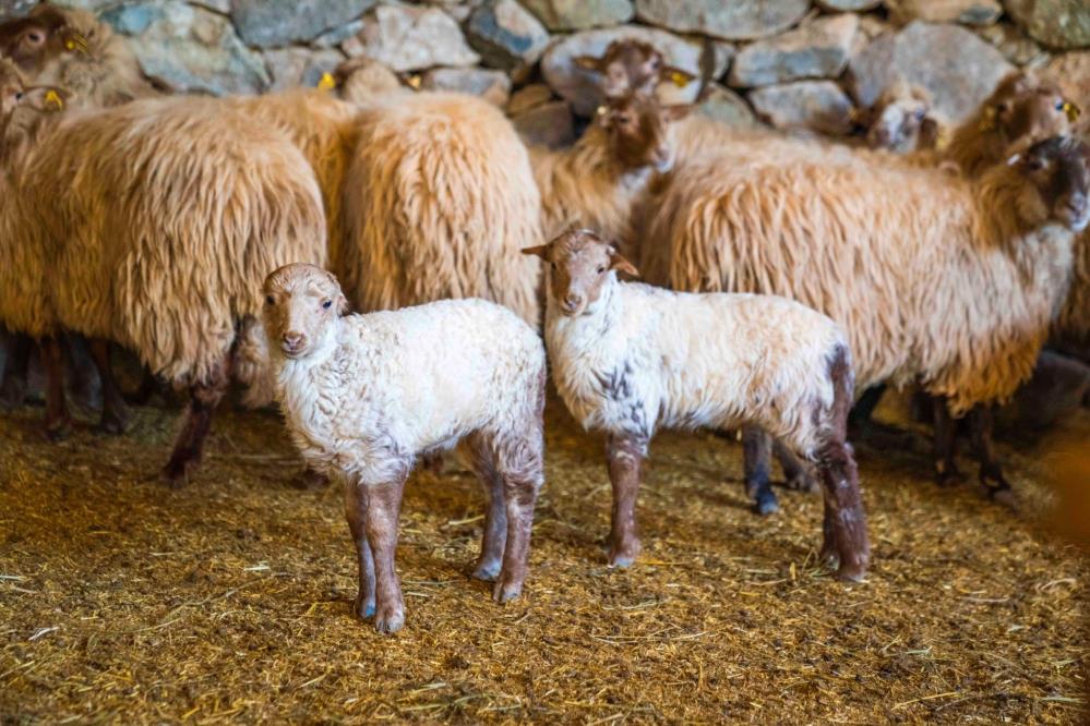 tukenme tehlikesi altindaki kaceli koyunlari ilk kez yavruladi aw138981 01