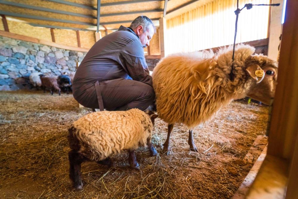 tukenme tehlikesi altindaki kaceli koyunlari ilk kez yavruladi aw138981 03