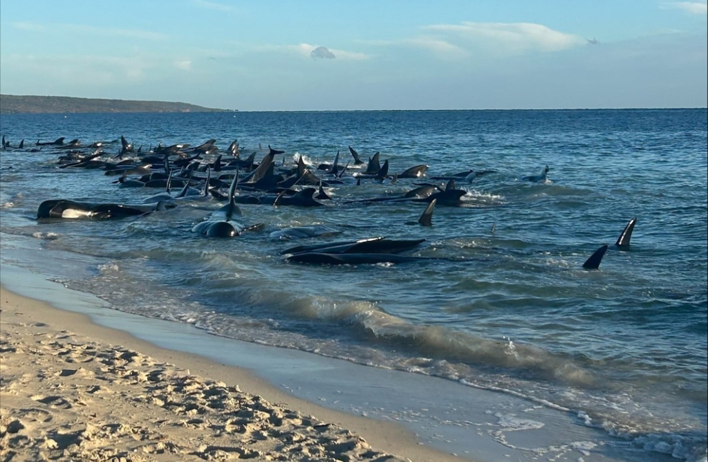 AVUSTURALYA'da balinalar kıyıya vurdu