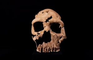 75 bin yil once yasamis neandertal kadinin yuzu yeniden olusturuldu nendertal1jpg 1mbmhus1wkqutuo2w71x a