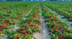 Çiftçi domates hasadı için gün sayıyor