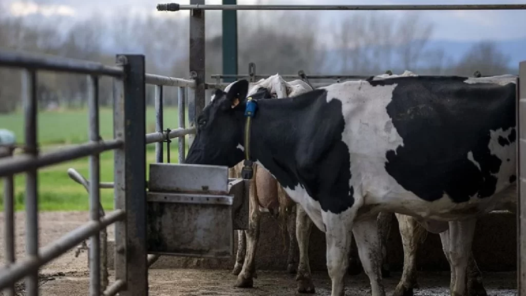 Çiftlik hayvanlarının saldığı gazlara vergi geliyor