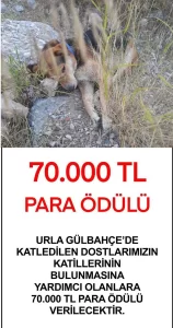 İzmir'de köpekleri zehirleyen faili bulana ödül