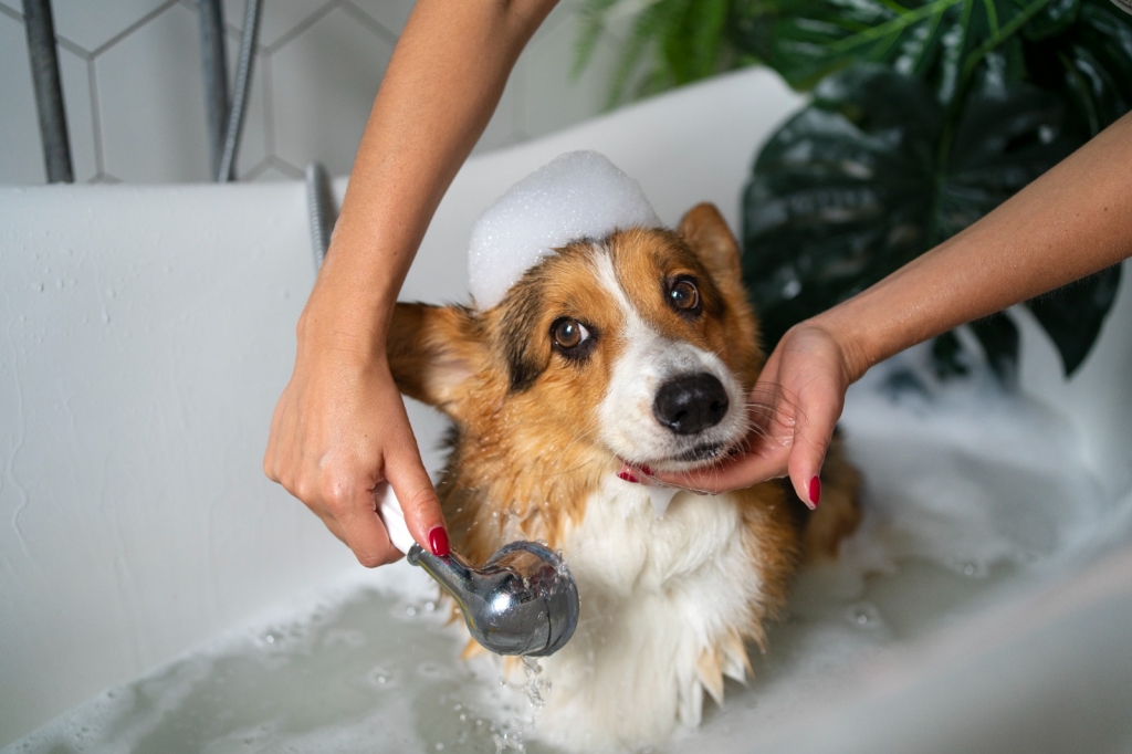 Köpeklere sık banyo yaptırmayın uyarısı